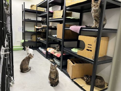 北臺灣最溫馨撸貓秘境揭曉——臺北市動物之家貓舍大翻新，打造自由自在的友善收容環境